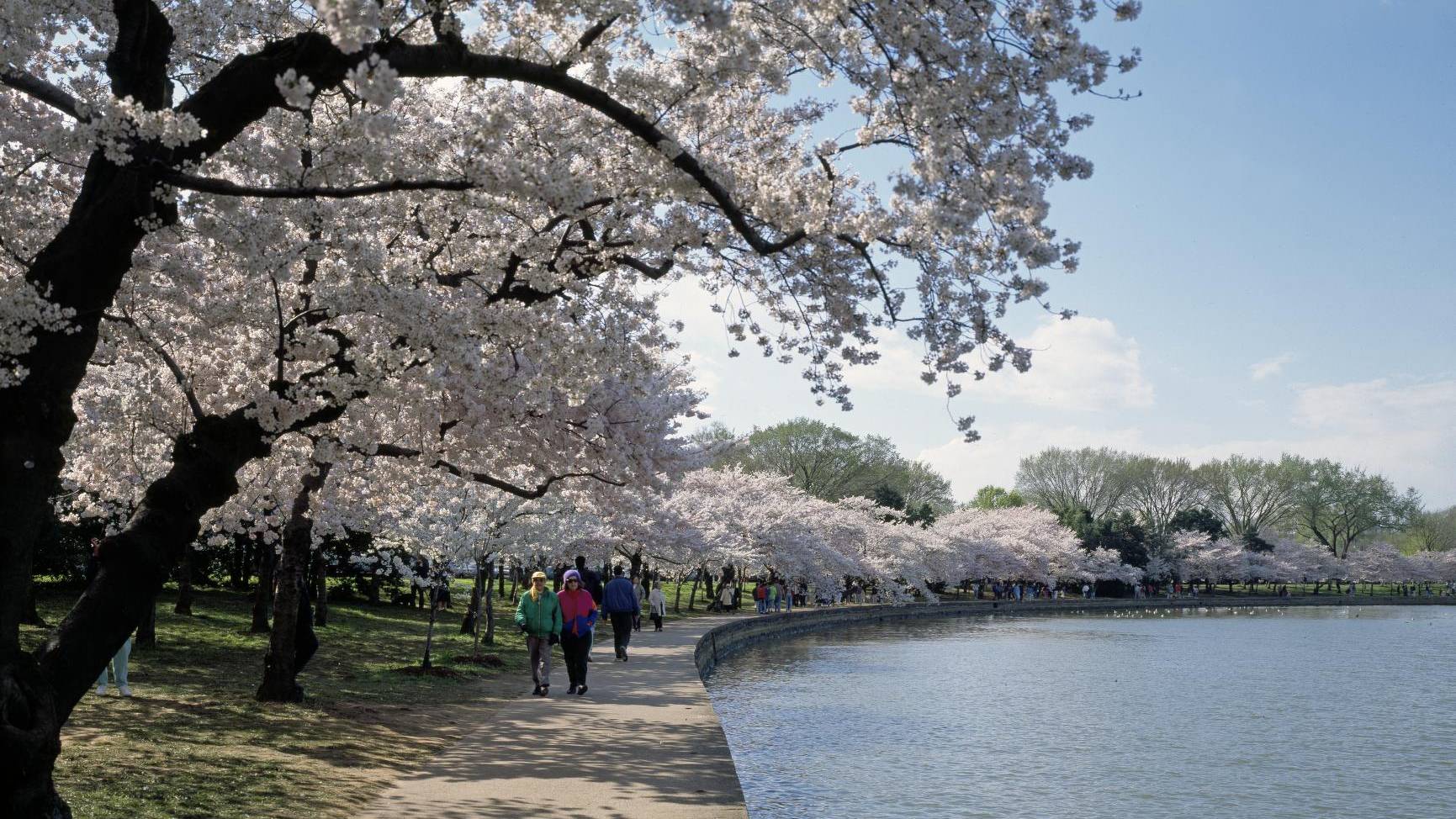 Cherry Blossoms around the Tidal Basin in Washington, D.C. by Highsmith, Carol M., 1946