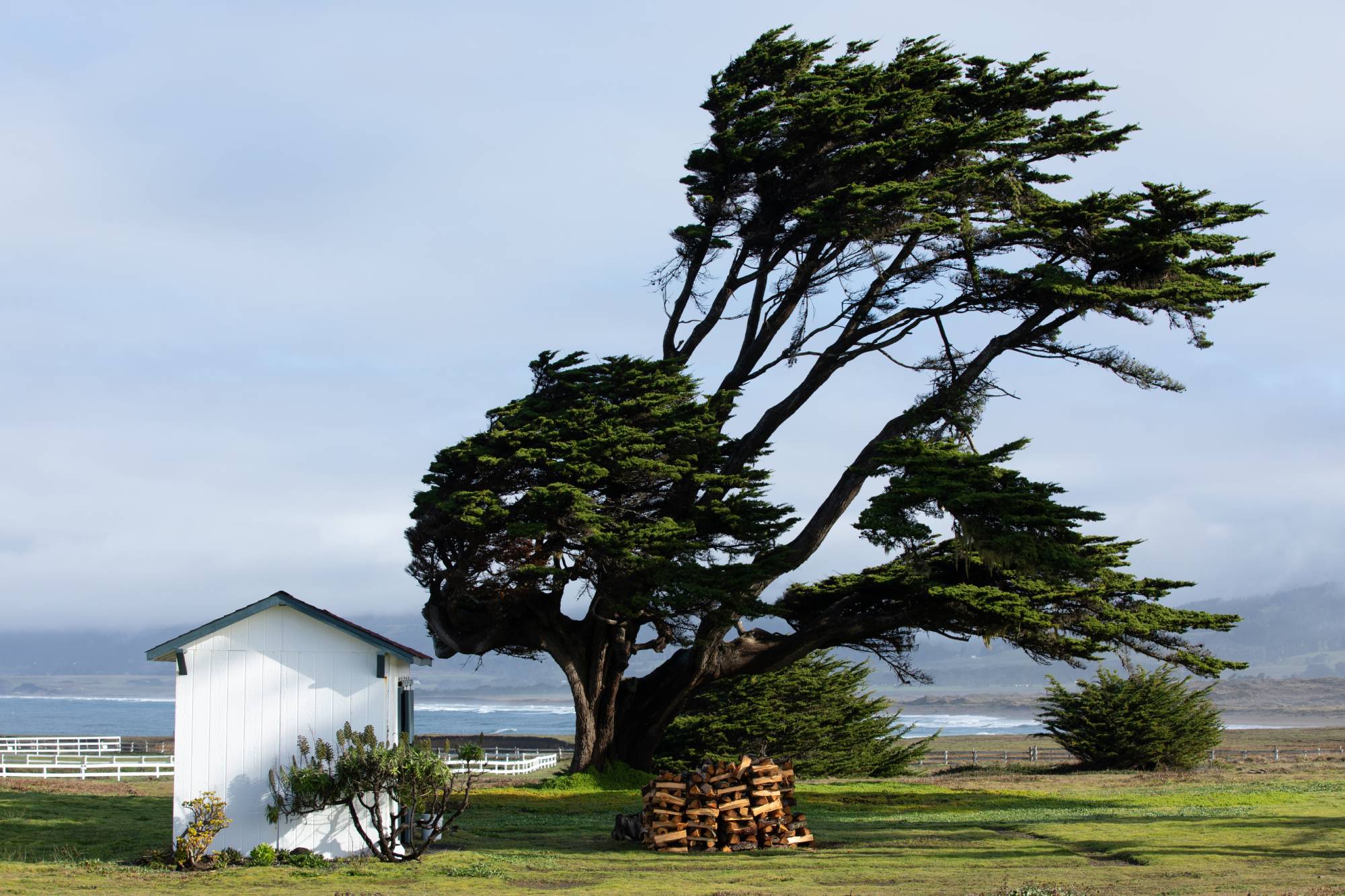 Tree being blown by strong winds