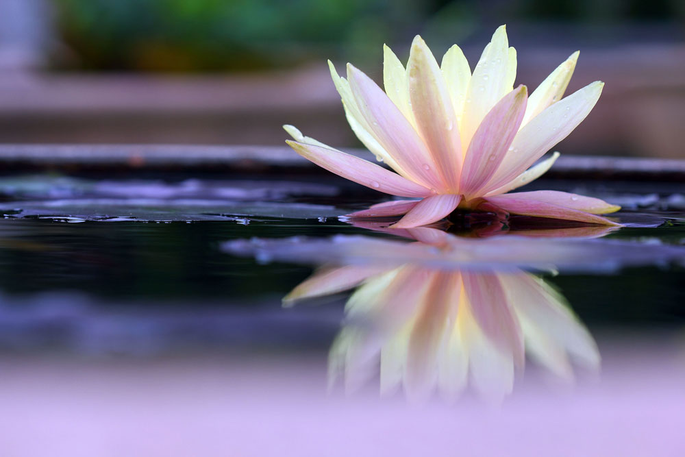 Light pink and white lotus flower sitting on the surface of water